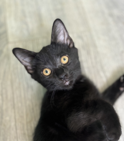 Raven, an adoptable Bombay in Georgetown, KY