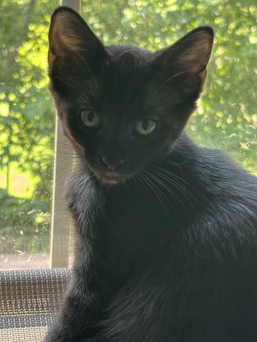 Sable photo 2