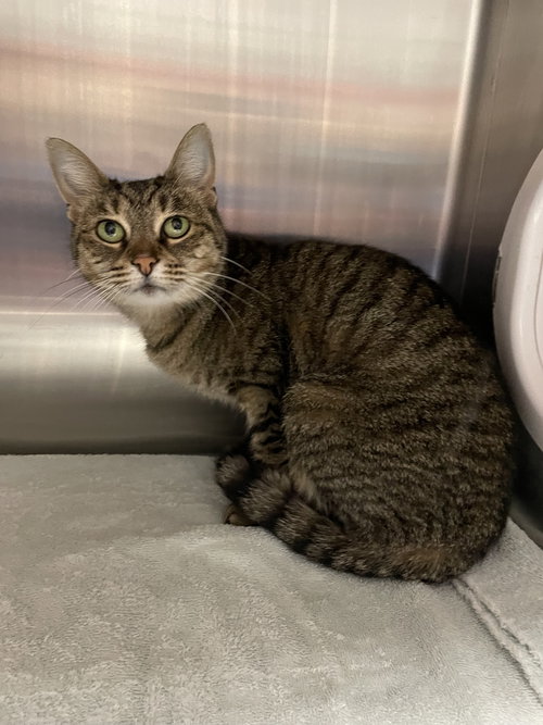 Allie, an adoptable Tabby in Georgetown, KY