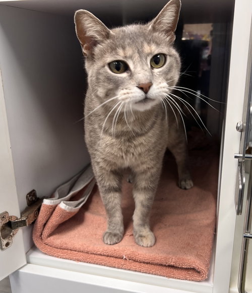 Wisp, an adoptable Tortoiseshell in Georgetown, KY