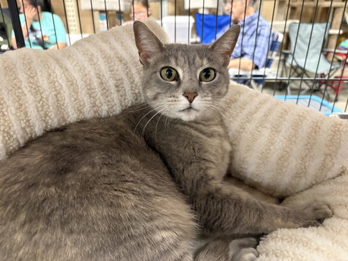 Wisp (PS), Adult Tortoiseshell / Domestic Short Hair / Mixed (short coat), cat for adoption in Georgetown, Kentucky