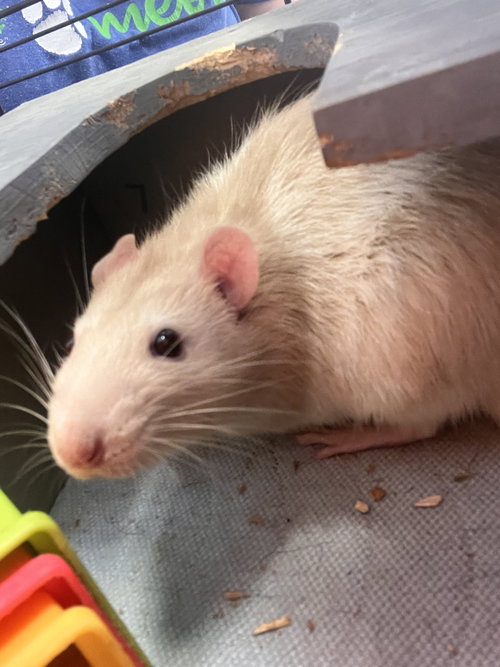 Ben