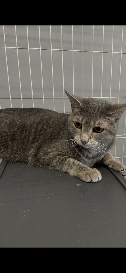 Ophelia, an adoptable Tabby in Georgetown, KY