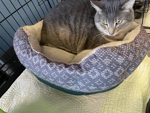Nimbus, an adoptable Tabby in Georgetown, KY