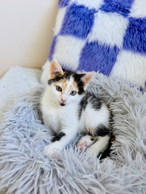 Apricot