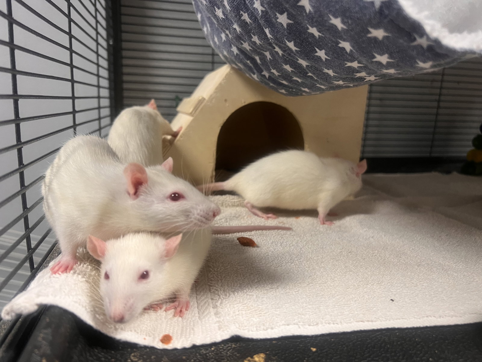 The Moonstone Mischief Rats
