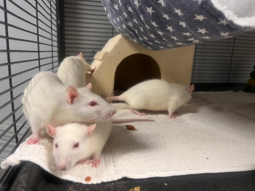 Female Rats