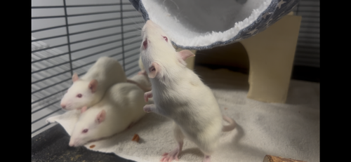 Female Rats photo 2