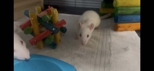 Female Rats photo 3
