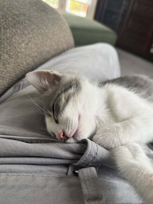 Peanut photo 2