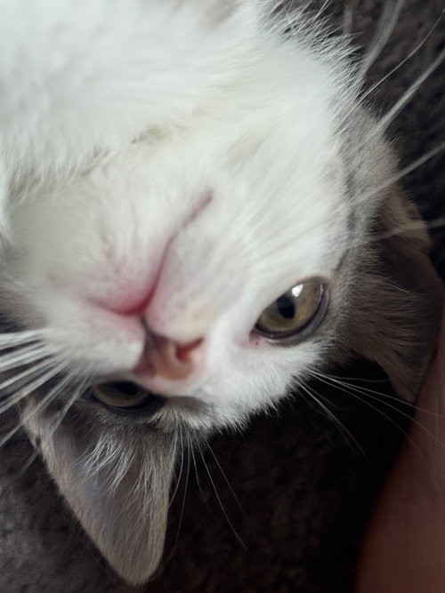 Peanut photo 4