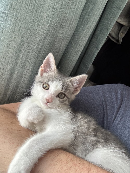 Peanut