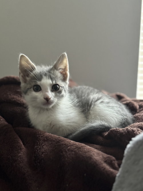 Peanut photo 3
