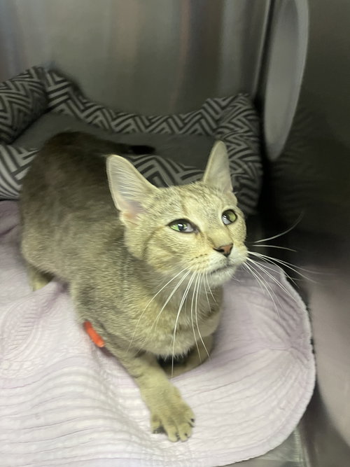 Queenie, an adoptable Tabby in Georgetown, KY