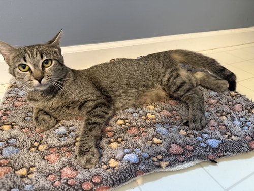 Carissa, a cat for adoption from Scott County Humane Society