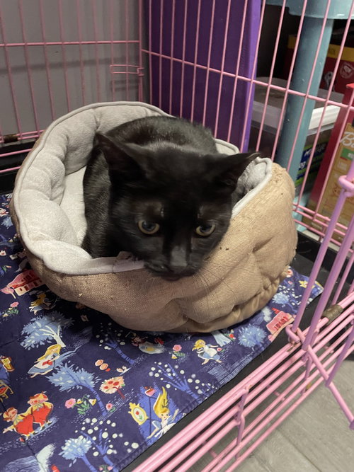 Doe, an adoptable Domestic Short Hair in Georgetown, KY