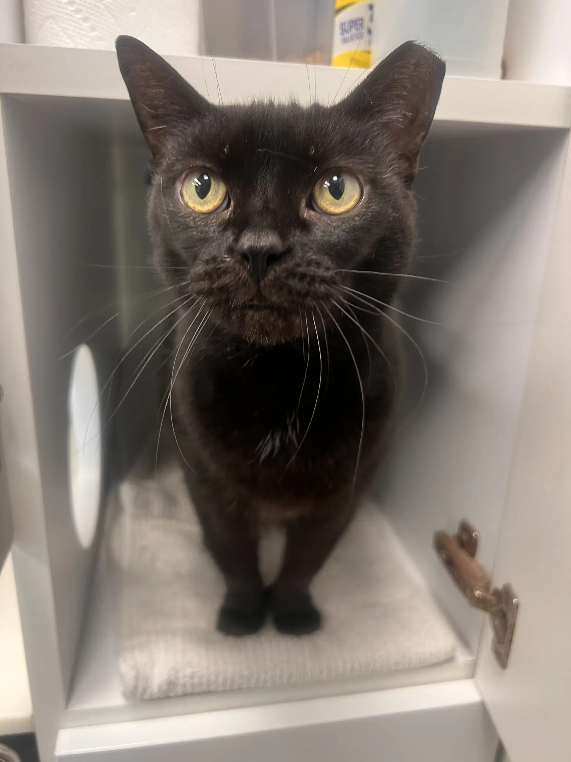 Doe- Must Apply In Person - Extra-Toes Cat (Hemingway Polydactyl)