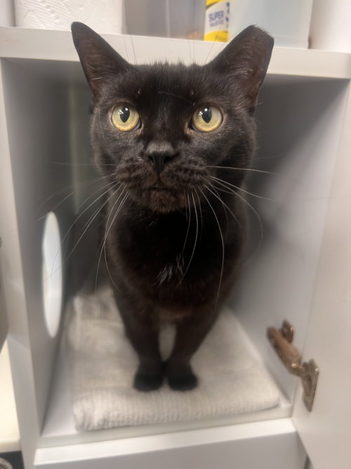 Doe- Must Apply in Person !, Adult Extra-Toes Cat (Hemingway Polydactyl) / Mixed (short coat), cat for adoption in Georgetown, Kentucky