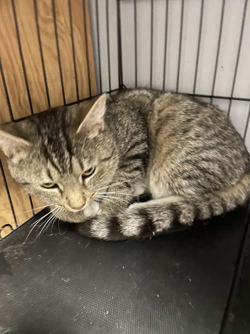 Silas, an adoptable Tabby in Georgetown, KY
