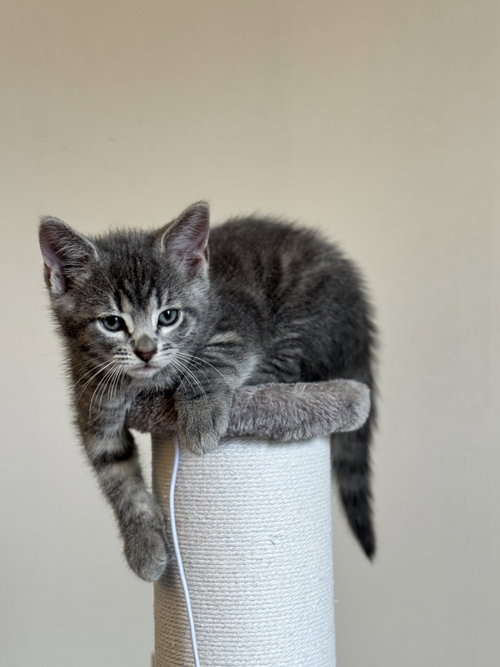 Bonnie Kitten