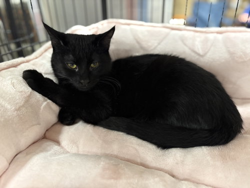 Max - Must Apply in Person !, an adoptable Domestic Short Hair in Georgetown, KY