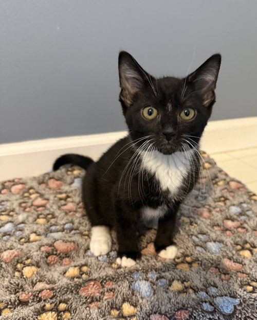 Wesley, a cat for adoption from Scott County Humane Society