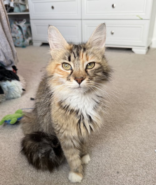 Riva Ridge, an adoptable Calico in Georgetown, KY