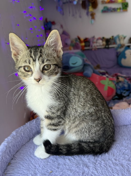 Aristides, an adoptable Tabby in Georgetown, KY