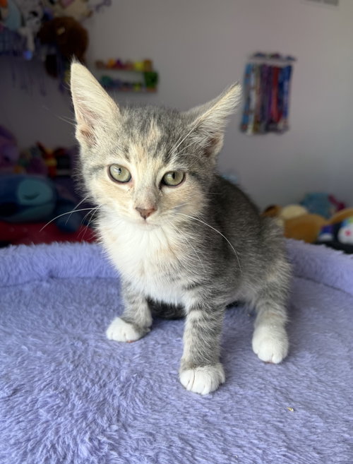 Funnycide, an adoptable Calico in Georgetown, KY
