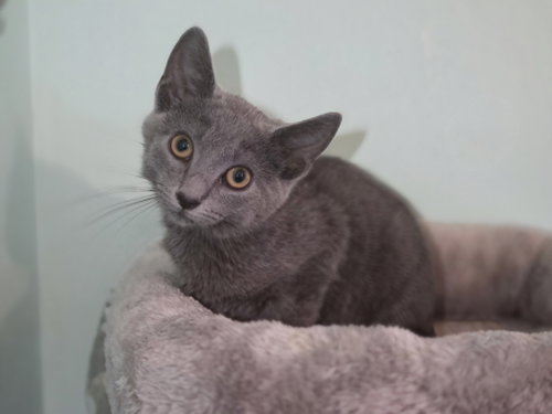 Kimber, Baby Russian Blue / Domestic Short Hair / Mixed (short coat), cat for adoption in Georgetown, Kentucky
