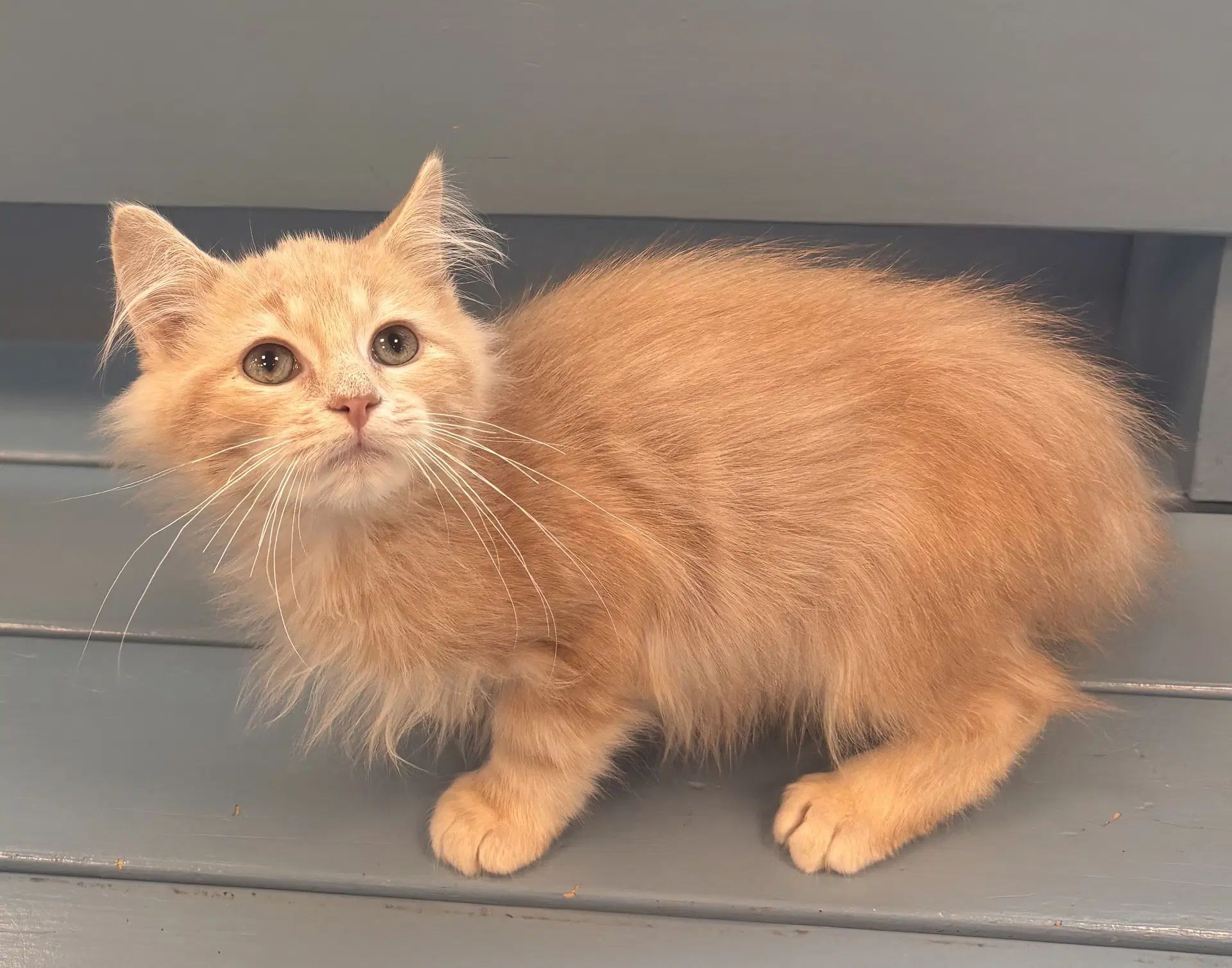 Remus - Domestic Long Hair