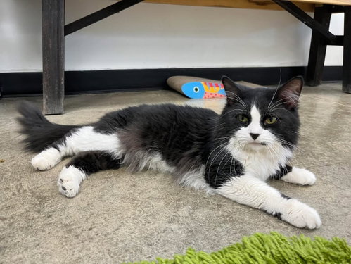 Syl- Must Apply in Person !, Adult Tuxedo / Domestic Long Hair / Mixed (long coat), cat for adoption in Georgetown, Kentucky