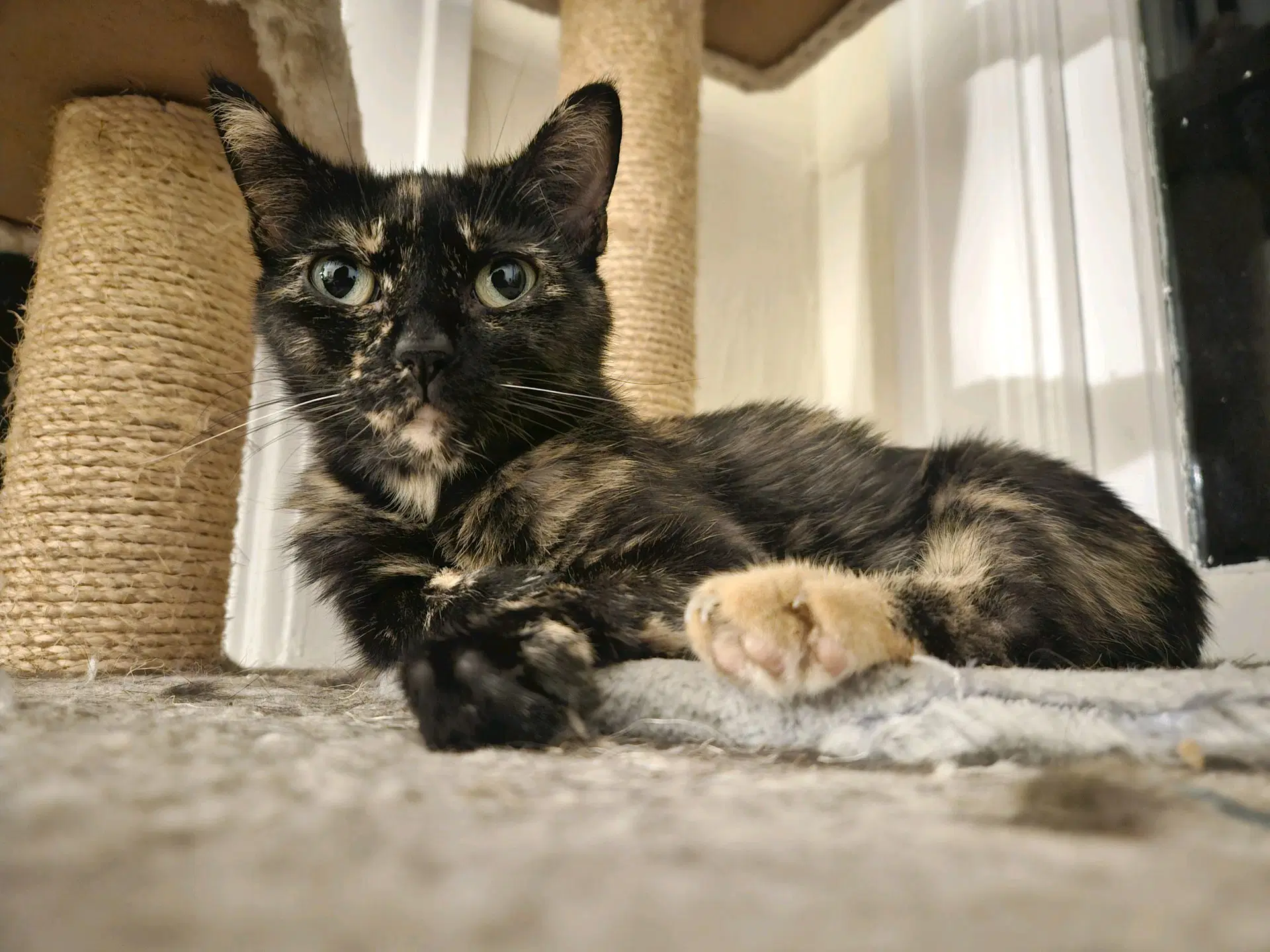 Alice - Tortoiseshell