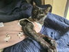 Alice - Must Apply in Person!