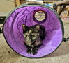 Alice - Must Apply in Person!