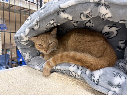 Lita, an adoptable Tabby in Georgetown, KY