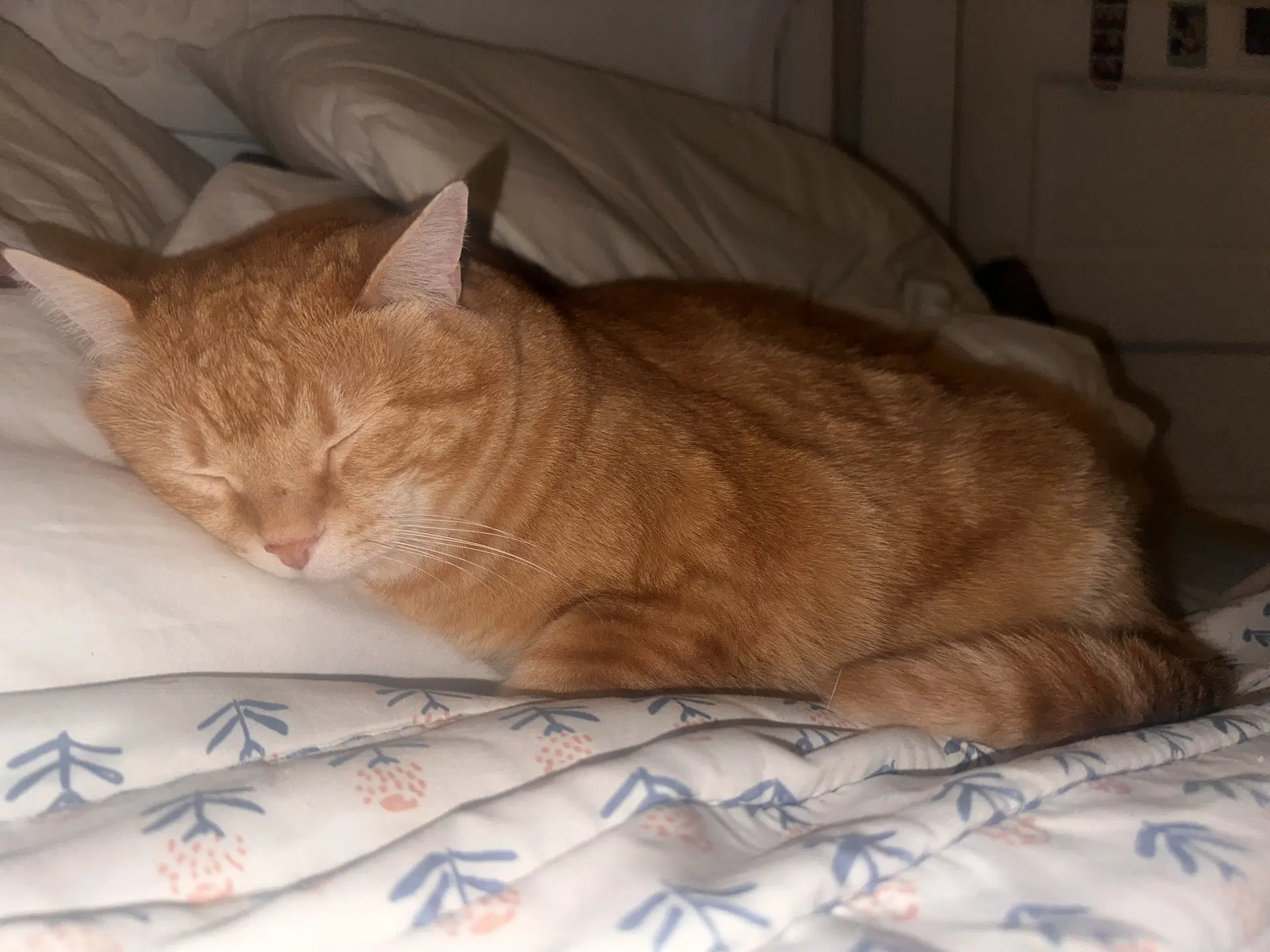 Malibu - Tabby