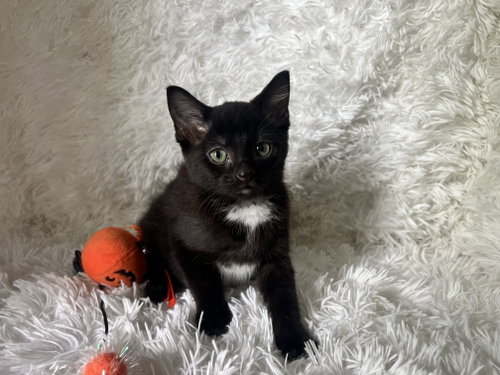 Elly