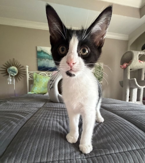 Meeko
