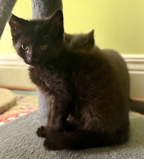 Zoom, an adoptable Domestic Short Hair in Georgetown, KY