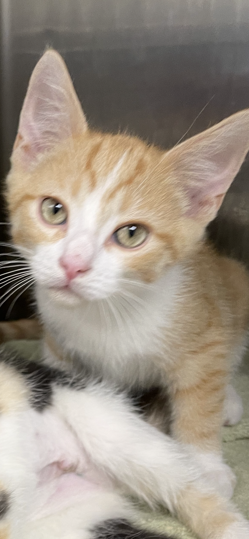 Spaghetti, an adoptable Tabby in Georgetown, KY