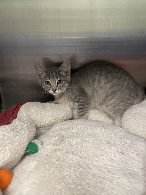 Penne, an adoptable Tabby in Georgetown, KY
