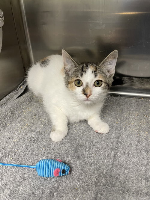 Ravioli, an adoptable Calico in Georgetown, KY
