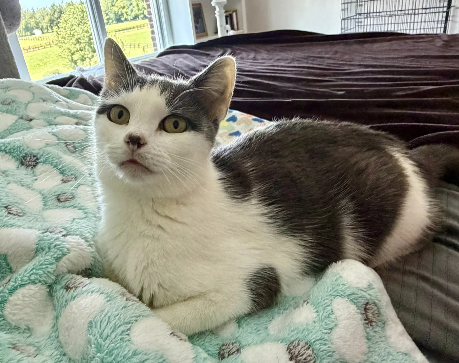 Aurora - Domestic Short Hair
