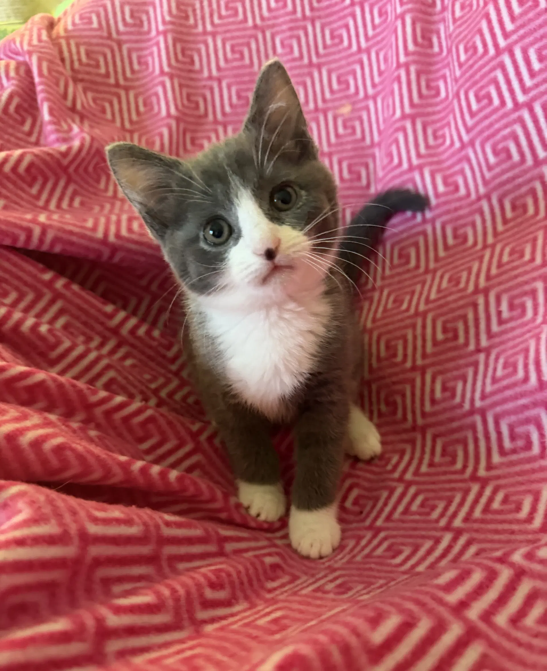 Ada - Domestic Short Hair