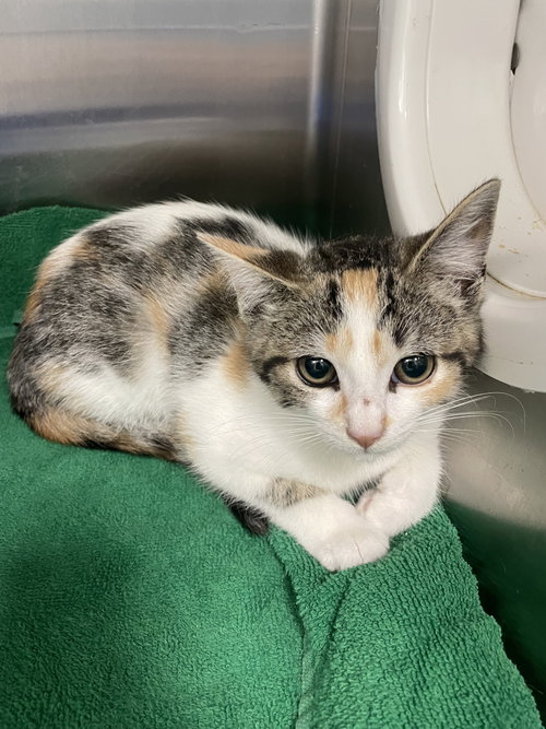 Justice, an adoptable Calico in Georgetown, KY