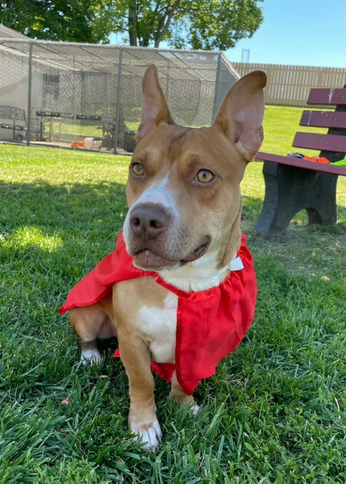 Scrappy Doo