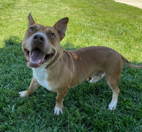 Scrappy Doo photo 2