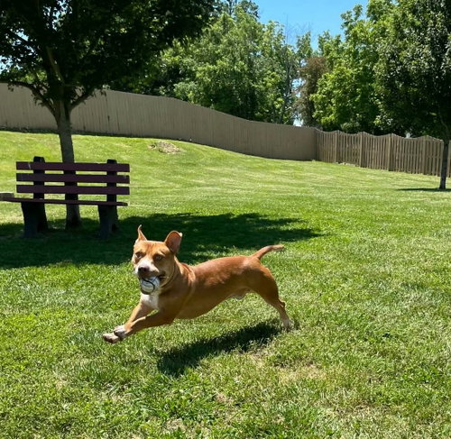 Scrappy Doo photo 4
