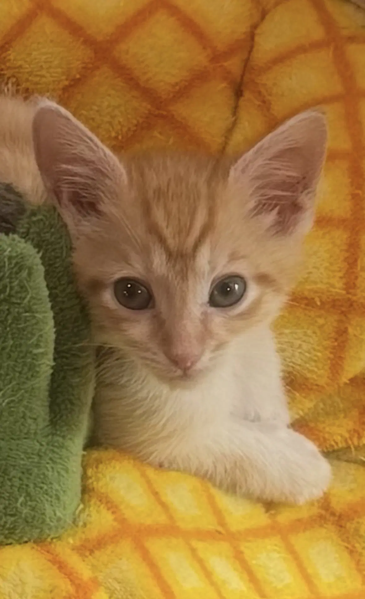 Dennis - Tabby